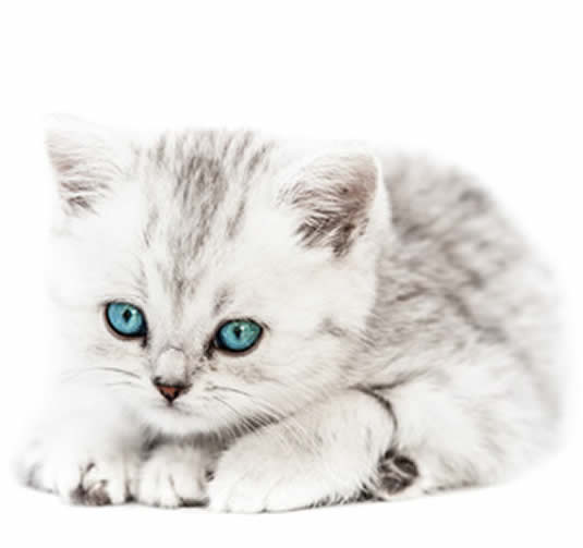 kitten