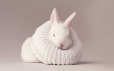 Don’t forget your little pets in the cold weather
