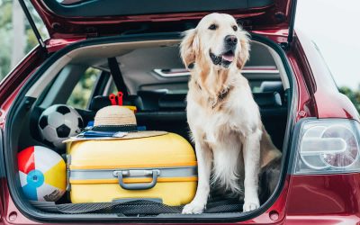 Changes to Pet Travel Rules