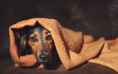 March is the official ‘Pet Anxiety Month’