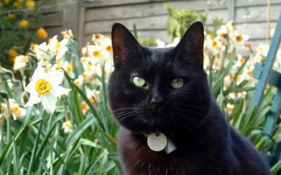 Spring dangers for your pet