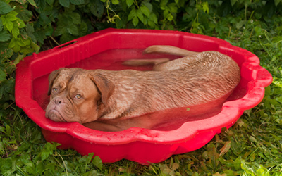 Tips for your pets in the summer