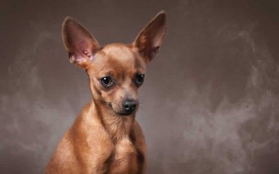 Are your pets passive smokers?