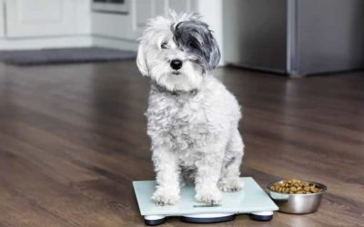 Pet New Year’s Resolutions